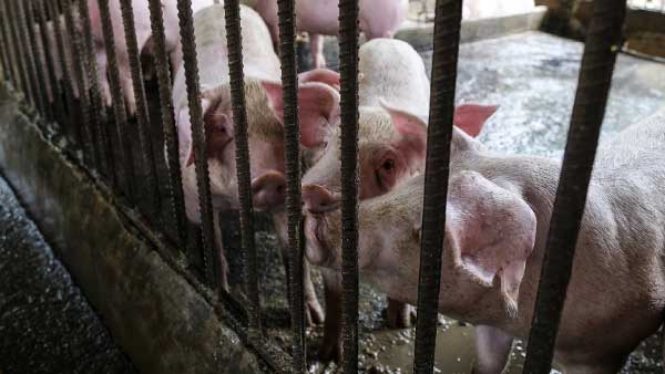Mizoram yet to contain African Swine Fever Mizoram yet to contain African Swine Fever