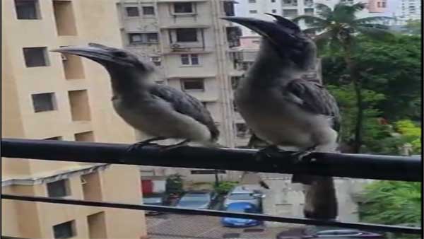 Netizens fascinated as video of Rare Indian Grey Hornbill sitting on Mumbai balcony goes viral Netizens fascinated as video of Rare Indian Grey Hornbill sitting on Mumbai balcony goes viral