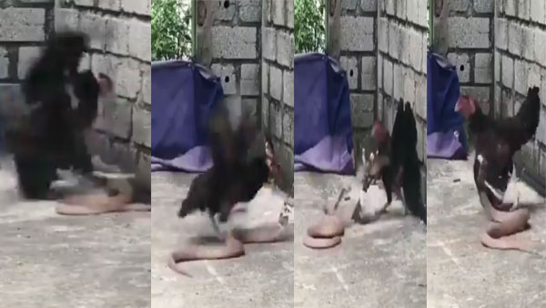 Mother’s Love! This video of a hen fighting a snake to save her chicks is epic Mother’s Love! This video of a hen fighting a snake to save her chicks is epic