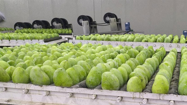 For the first time, famous Jardalu mangoes from Bhagalpur reaches UK For the first time, famous Jardalu mangoes from Bhagalpur reaches UK