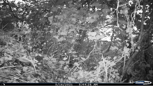 Can you spot the Tiger in this picture? Image from Dampa Tiger Reserve goes viral Can you spot the Tiger in this picture? Image from Dampa Tiger Reserve goes viral