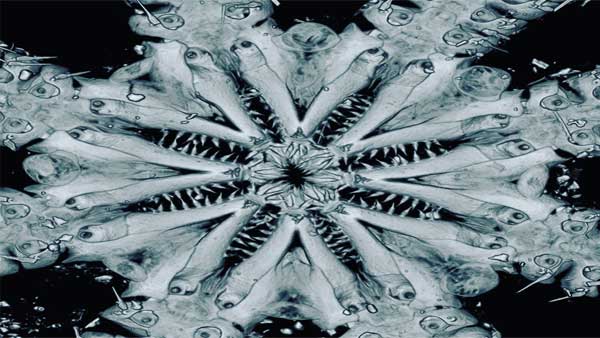 This bizarre deep-sea animal found in 2011 is the sole survivor of 180 million years of evolution This bizarre deep-sea animal found in 2011 is the sole survivor of 180 million years of evolution