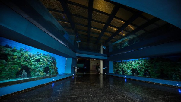 Aquatic gallery with 68 tanks, 28-meter shark tunnel Aquatic gallery with 68 tanks, 28-meter shark tunnel