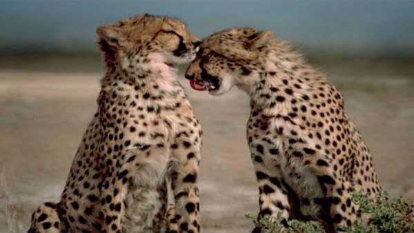 Re-introducing cheetahs in India: What are its advantages and is this a first? Re-introducing cheetahs in India: What are its advantages and is this a first?
