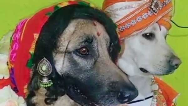 Wedding bells are ringing! Watch this viral video of two dogs dressed as bride and groom Wedding bells are ringing! Watch this viral video of two dogs dressed as bride and groom