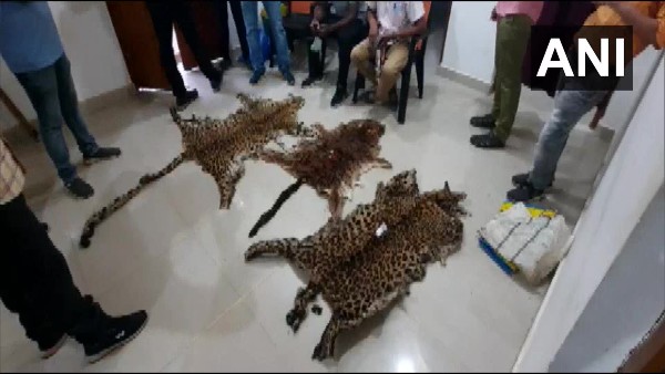 Skins of tiger, leopard seized from Odishas Kalahandi; 8 persons arrested Skins of tiger, leopard seized from Odishas Kalahandi; 8 persons arrested