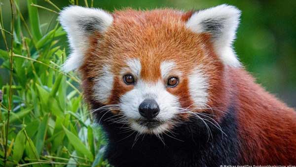 Red panda goes missing from German zoo Red panda goes missing from German zoo