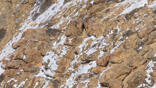 Ghost of the mountain: Can you locate this Phantom Cat in this picture? Ghost of the mountain: Can you locate this Phantom Cat in this picture?