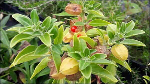 India, UK to conduct clinical trials of Ashwagandha for promoting recovery from COVID-19 India, UK to conduct clinical trials of Ashwagandha for promoting recovery from COVID-19