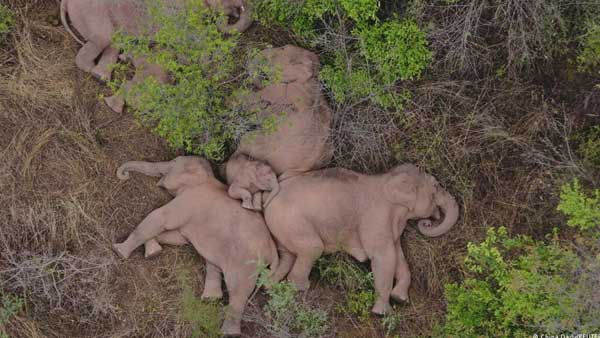 Elephants to finally head home Elephants to finally head home