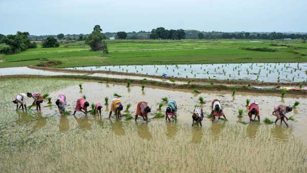 Maha: Over 7 lakh farmers call insurance firms to inform about crop damages due to excessive rain Maha: Over 7 lakh farmers call insurance firms to inform about crop damages due to excessive rain