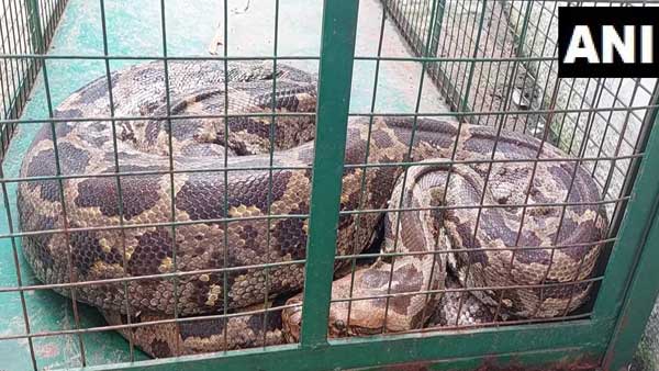 10-foot Python vomits out swallowed monkey in Vadodara, rescued 10-foot Python vomits out swallowed monkey in Vadodara, rescued
