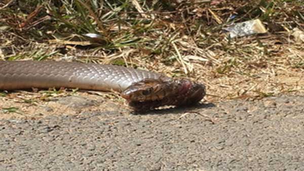 Wildlife conservation and its importance Wildlife conservation and its importance