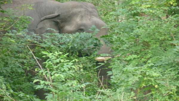 Wildlife conservation and its importance Wildlife conservation and its importance