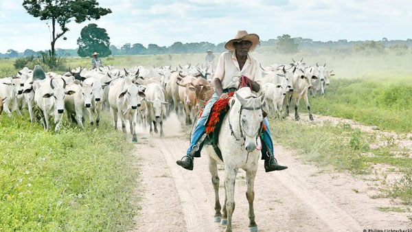 Climate-friendly beef is a long way off Climate-friendly beef is a long way off