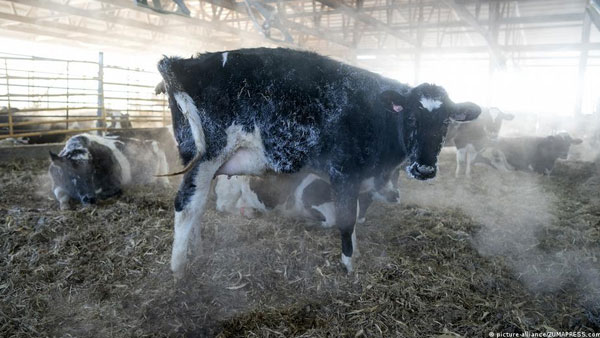 Climate-friendly beef is a long way off Climate-friendly beef is a long way off