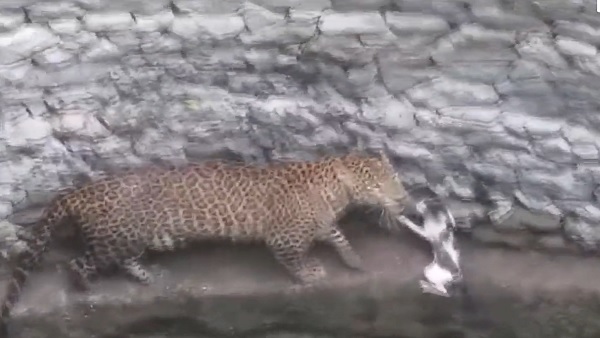 Leopard vs cat in Nashik well: See who wins the battle in viral video Leopard vs cat in Nashik well: See who wins the battle in viral video