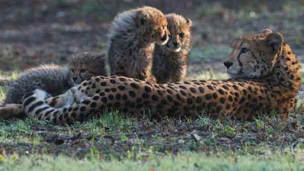 A 300 page action plan to bring the Cheetah back to India A 300 page action plan to bring the Cheetah back to India