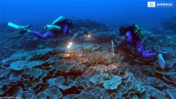 This video of unusual coral reefs will leave you wonderstruck! Watch here This video of unusual coral reefs will leave you wonderstruck! Watch here