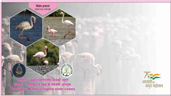 Mumbai’s winter visitors: Special postal cover on Flamingos released Mumbai’s winter visitors: Special postal cover on Flamingos released
