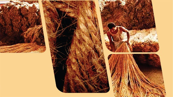 Cabinet approves MSP for raw jute Cabinet approves MSP for raw jute