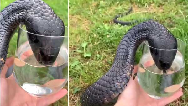 Video of Cobra drinking water Video of Cobra drinking water
