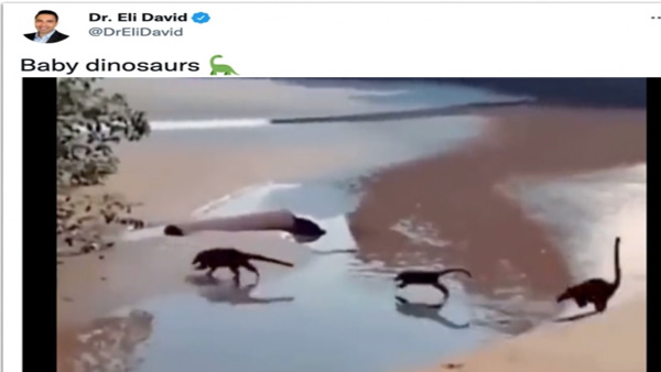 Fact Check: Have dinosaurs returned to Earth Fact Check: Have dinosaurs returned to Earth