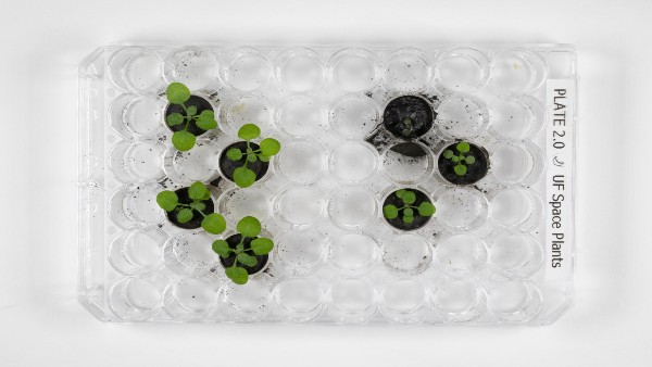 For the first time, scientists grow plants in soil samples collected from the Moon For the first time, scientists grow plants in soil samples collected from the Moon