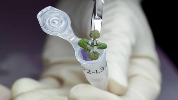 For the first time, scientists grow plants in soil samples taken from Moon For the first time, scientists grow plants in soil samples taken from Moon