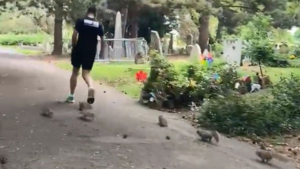 Don’t miss this: Video of man Jogging with squirrels goes viral Don’t miss this: Video of man Jogging with squirrels goes viral
