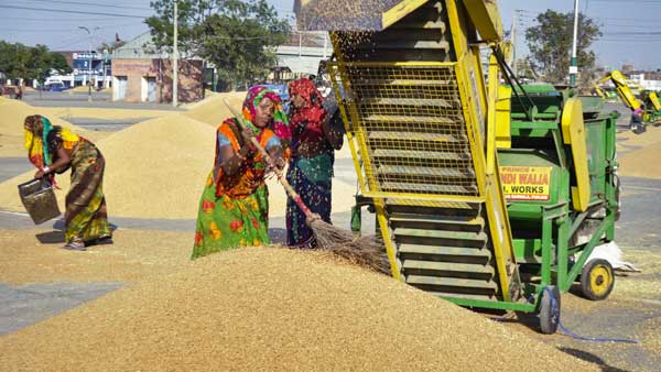 Explained: How wheat is procured in India? Explained: How wheat is procured in India?
