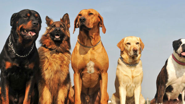 Anocovax: Indias homegrown Covid-19 vaccine for animals Anocovax: Indias homegrown Covid-19 vaccine for animals