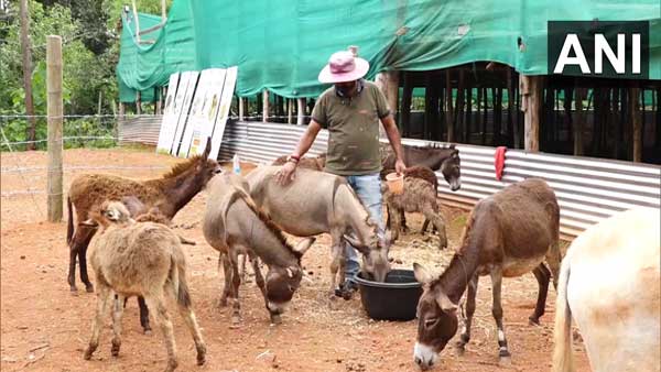 Karnataka: Man quits IT job to open Donkey Milk Farm in Mangaluru Karnataka: Man quits IT job to open Donkey Milk Farm in Mangaluru