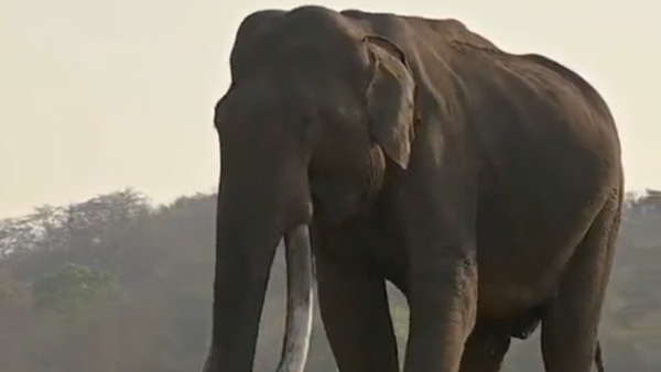 Mr Kabini no more: Wildlife lovers mourn 60-year-old elephant with longest tusks Mr Kabini no more: Wildlife lovers mourn 60-year-old elephant with longest tusks