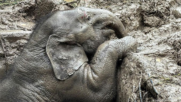 Thailand: Elephant mom and baby saved in dramatic rescue Thailand: Elephant mom and baby saved in dramatic rescue
