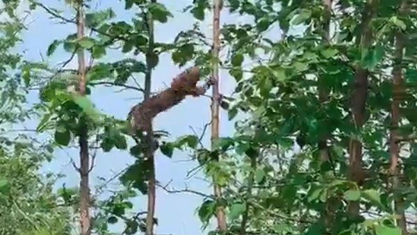 WATCH: Hungry leopard hunts baby monkey, internet impressed WATCH: Hungry leopard hunts baby monkey, internet impressed