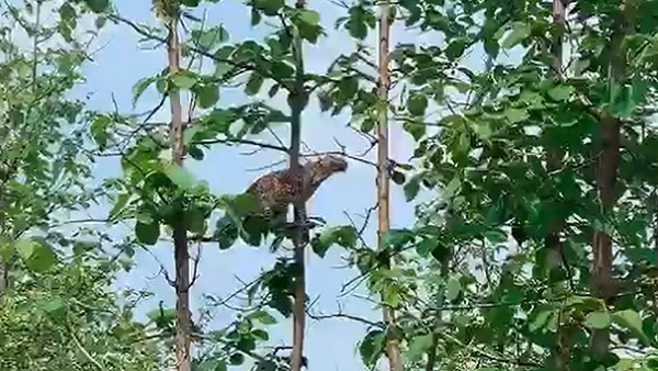 Viral video: See how leopard hunted down a baby monkey Viral video: See how leopard hunted down a baby monkey