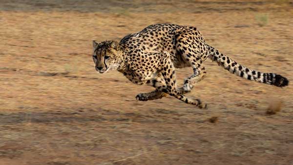 Cheetahs to return to India next week: Risks and opportunities Cheetahs to return to India next week: Risks and opportunities