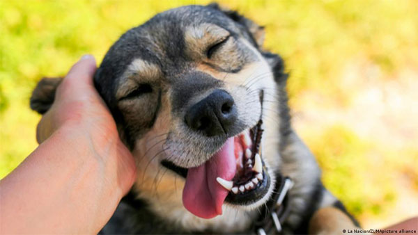 Dogs get teary eyed when reunited with owner: study Dogs get teary eyed when reunited with owner: study