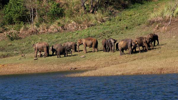 World Elephant Day: PM Modi shares stunning images World Elephant Day: PM Modi shares stunning images