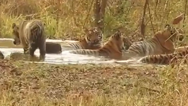 Looks like tigers love pool party: Watch this viral video Looks like tigers love pool party: Watch this viral video