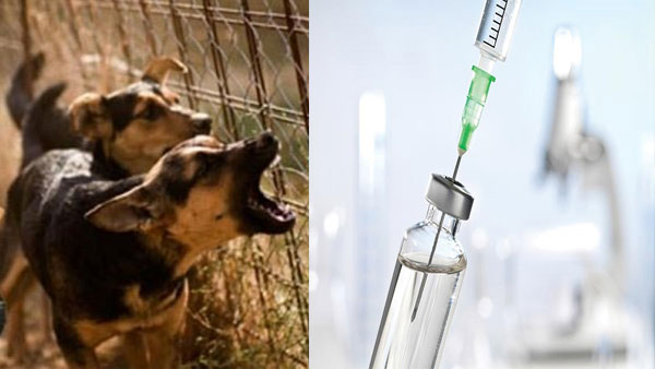 MCD to organise anti-rabies free vaccine camps for pets and strays on Sep 28 MCD to organise anti-rabies free vaccine camps for pets and strays on Sep 28