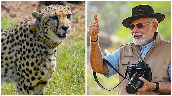 PM Modi brought cheetahs from Nigeria to spread lumpy skin disease: Maha Congress chief PM Modi brought cheetahs from Nigeria to spread lumpy skin disease: Maha Congress chief