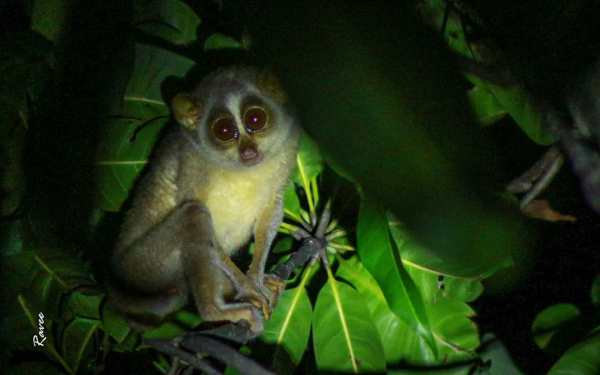 Why do we see Slender Loris as a friend of Farmers: Why do we see Slender Loris as a friend of Farmers: