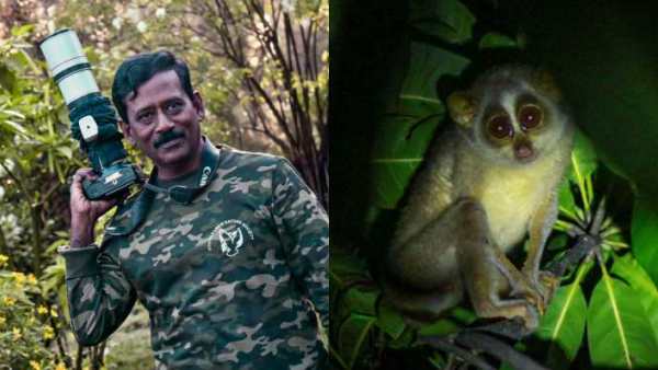 Pregnancy period of Slender Loris: Pregnancy period of Slender Loris: