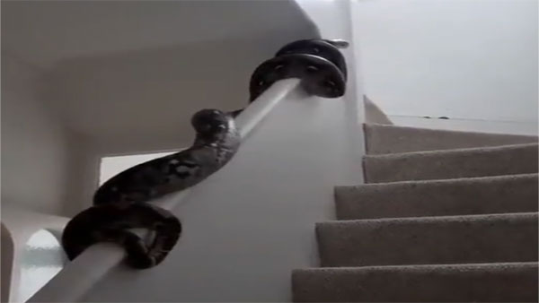 On camera: This python skipped stairs but chose handrail to climb up ...