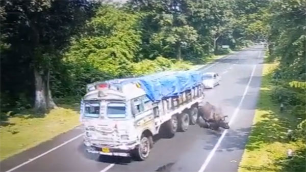 Watch: Speeding truck knocks down Rhino in Kaziranga Watch: Speeding truck knocks down Rhino in Kaziranga
