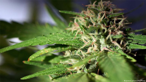 Poland: Cannabis for everyone? Poland: Cannabis for everyone?