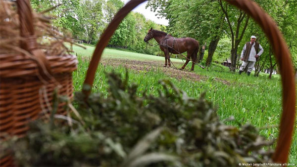 Poland: Cannabis for everyone? Poland: Cannabis for everyone?