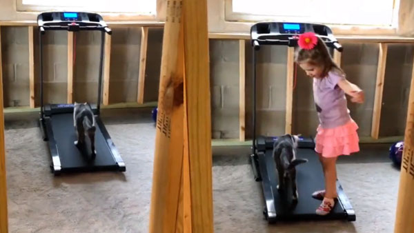 When a cat catwalks on a treadmill! When a cat catwalks on a treadmill!